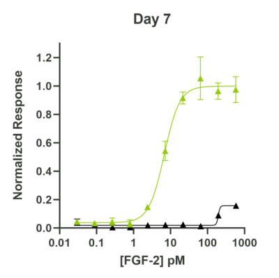 Thermostable fibroblast growth factor 2 bioactivity day 7
