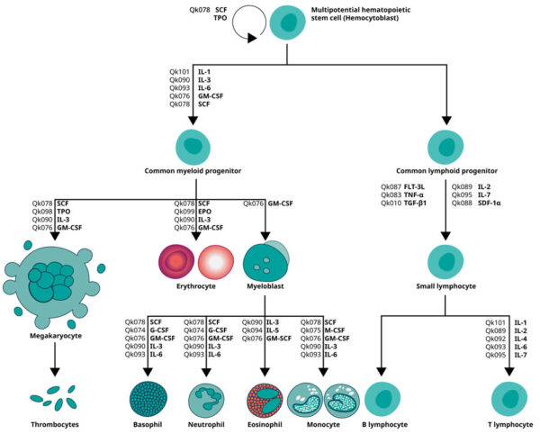 Hematopoietic Stem Cell differentiation schematic