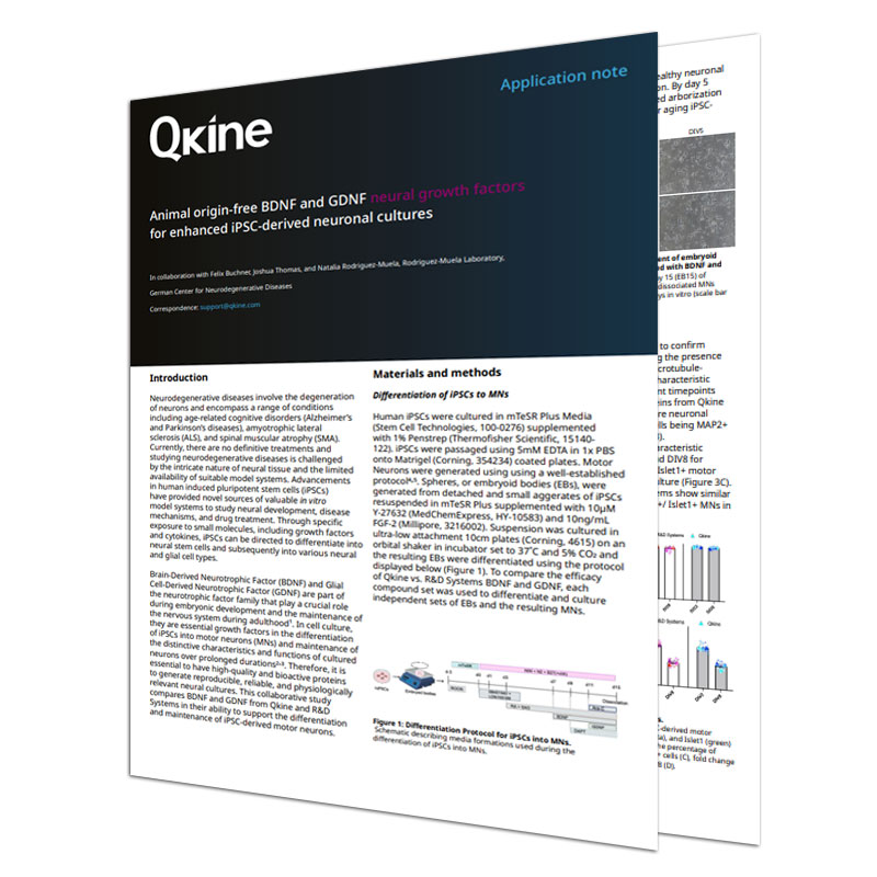 Animal origin-free BDNF nad GDNF neural growth factors - Application note