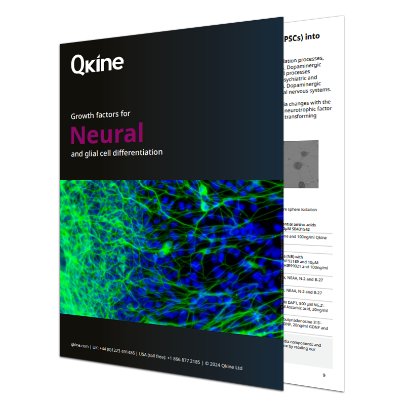 Qkine neural brochure_Growth factors for neural and glial cell differentiation
