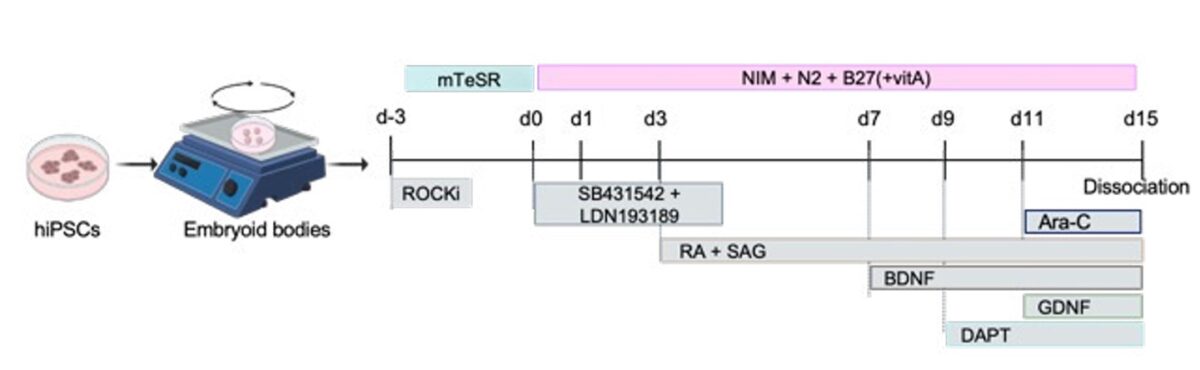 Schematic describing media formations used during the differentiation of iPSCs into MNs.