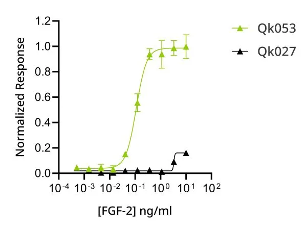 Recombinant FGF2-G3 (154 aa) protein (Qk053) - Image 4