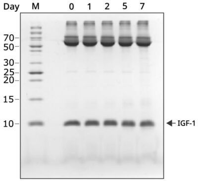 SDS-page gel showing IGF-1 is stable over 7 days