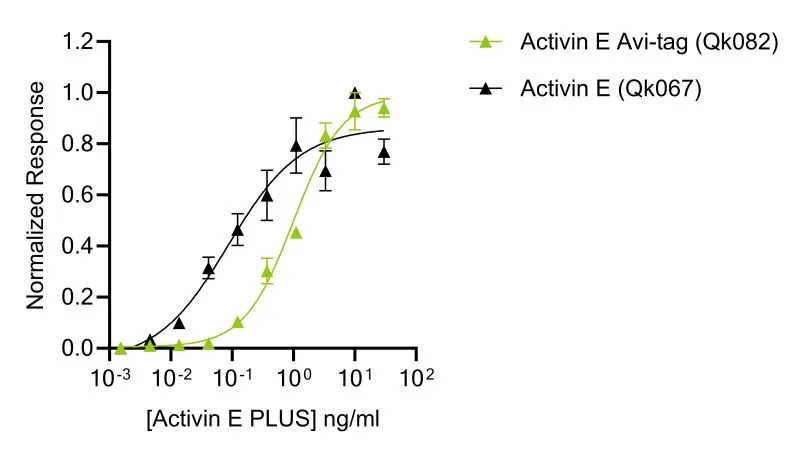 Activin E PLUS bioactivity 800 Activin E bioactivity compared to activin E Avi-tag