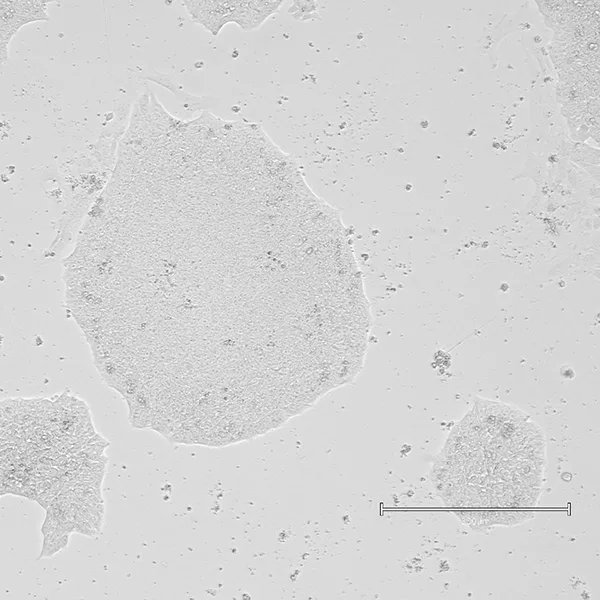 Recombinant porcine vitronectin protein (Qk122-FG) - Image 2