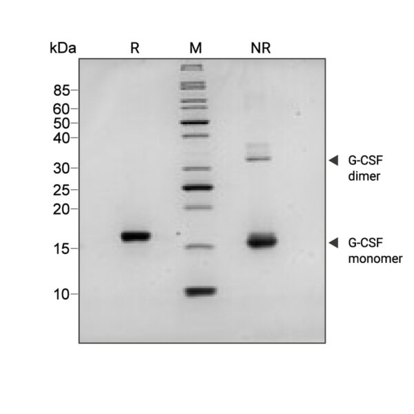 Qk074 G-CSF SDS PAGE purity