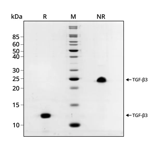 Qk084 porcine TGF beta 3 SDS PAGE purity