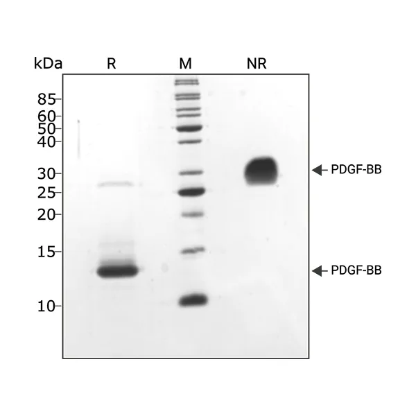 Recombinant human PDGF-BB protein (Qk044) - Image 3