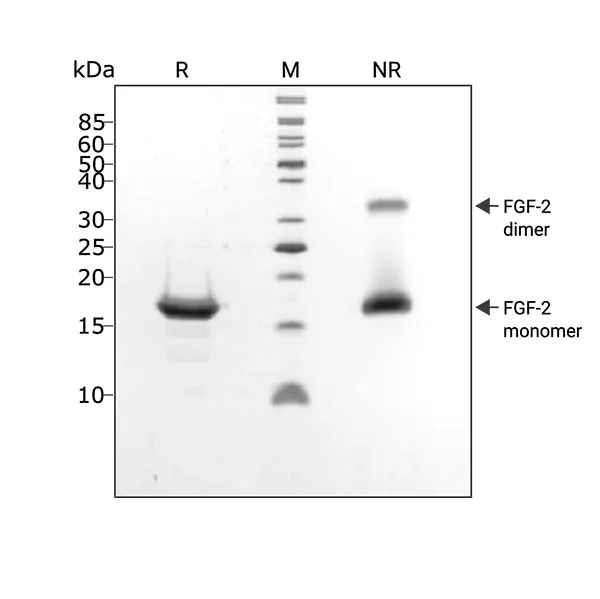 Recombinant FGF2-G3 (154 aa) protein (Qk053) - Image 3
