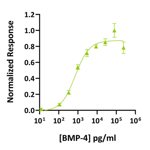 Recombinant human BMP-4 protein (Qk038) - Image 3