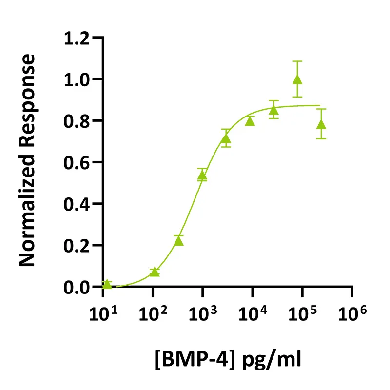 Recombinant human BMP-4 protein (Qk038) - Image 3