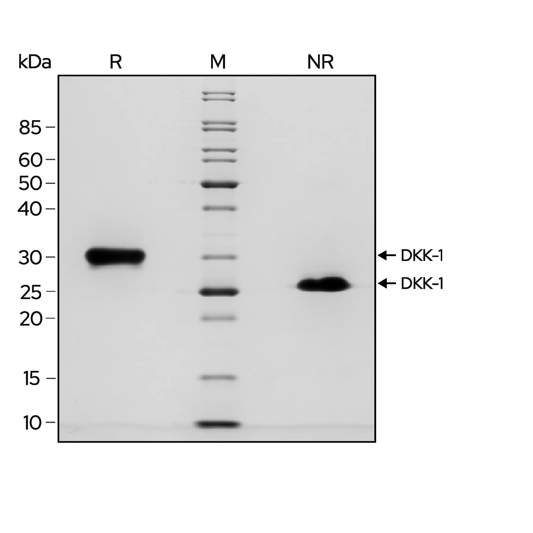 Qk068 DKK-1 SDS PAGE purity