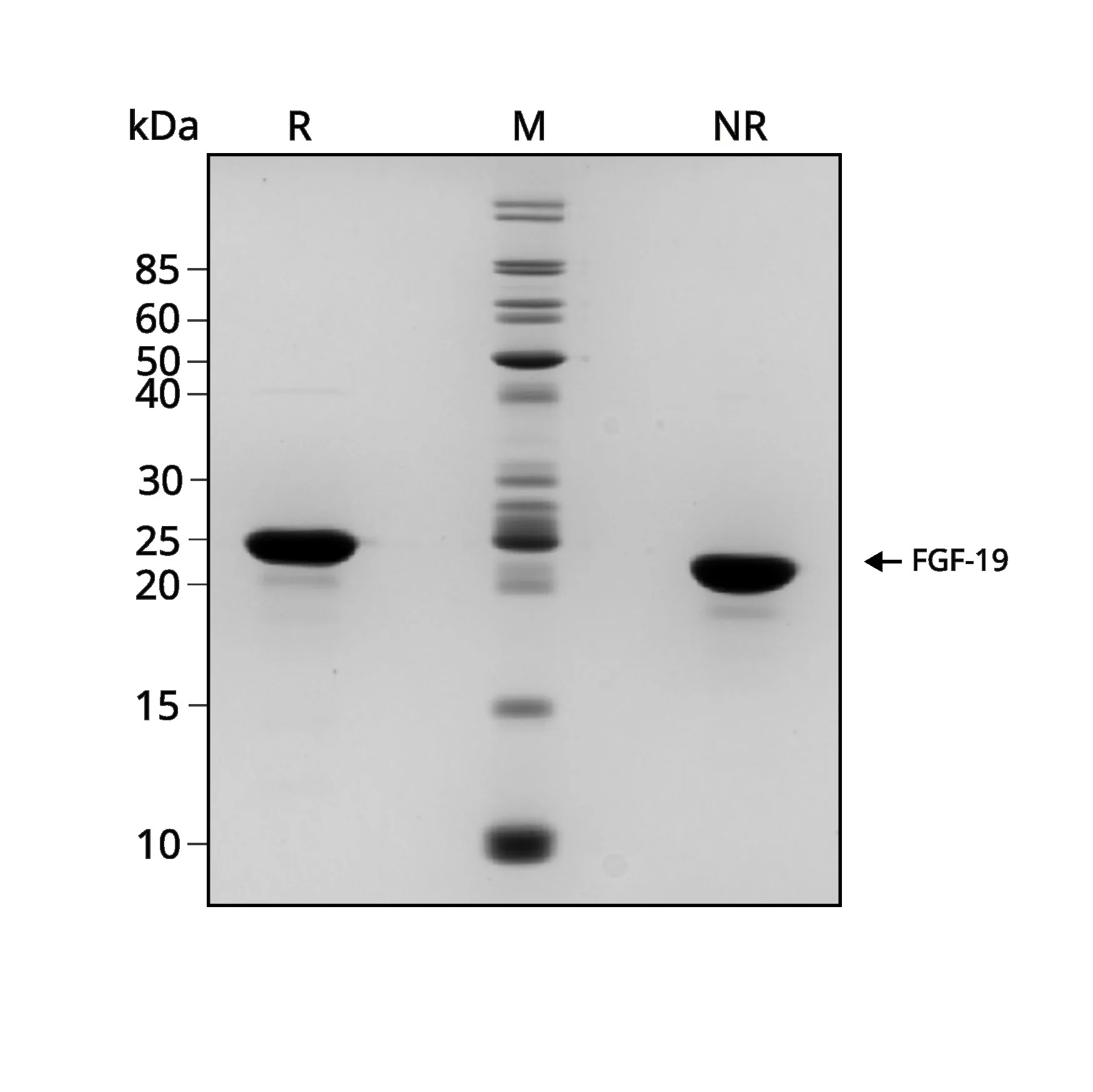 Recombinant human FGF-19 protein (Qk086) - Image 3