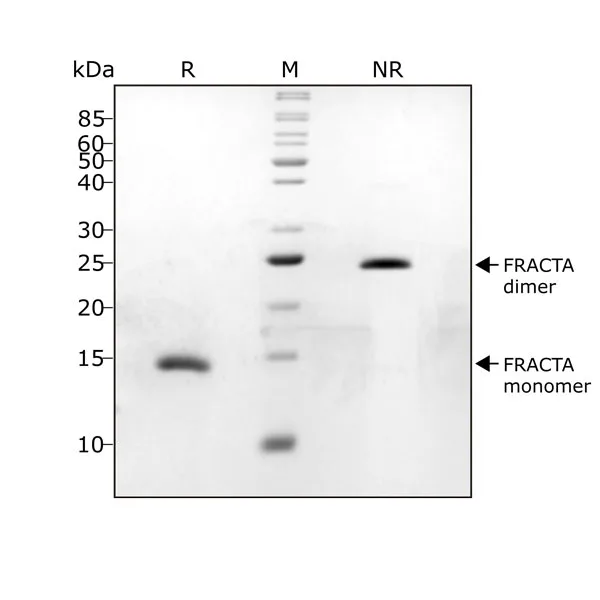 FRACTA purity SDS page