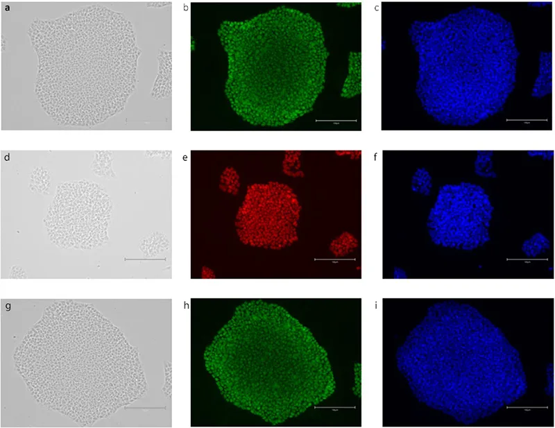 Staining of IPSC markers