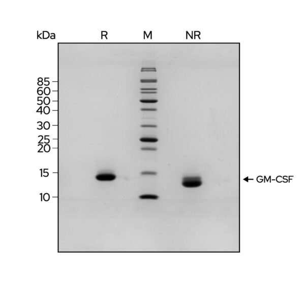 Qk076 GM-CSF SDS PAGE purity