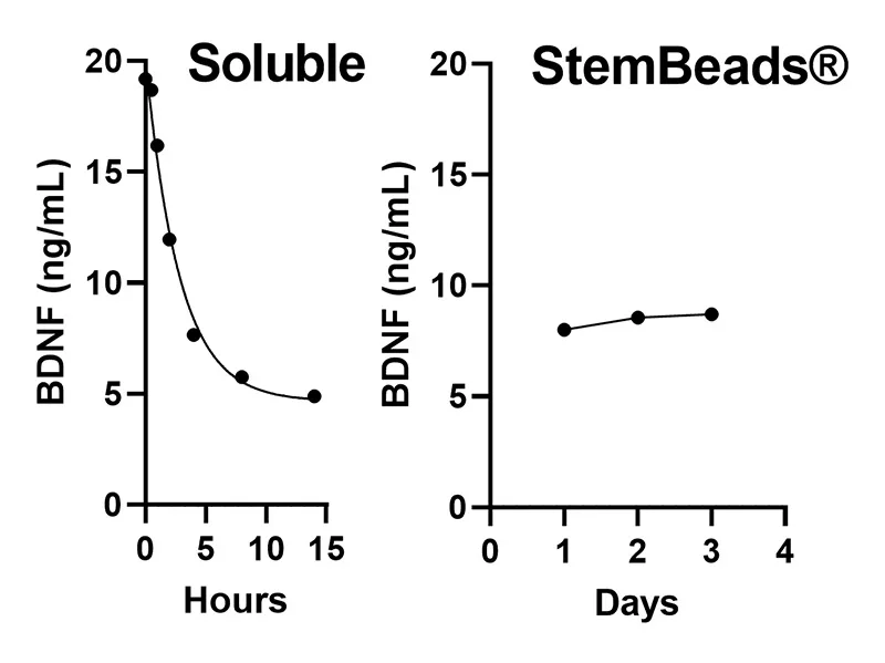 StemBeads® Qkine BDNF - Image 3