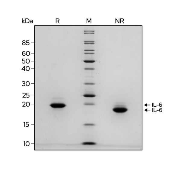 Qk093 IL-6 SDS PAGE purity