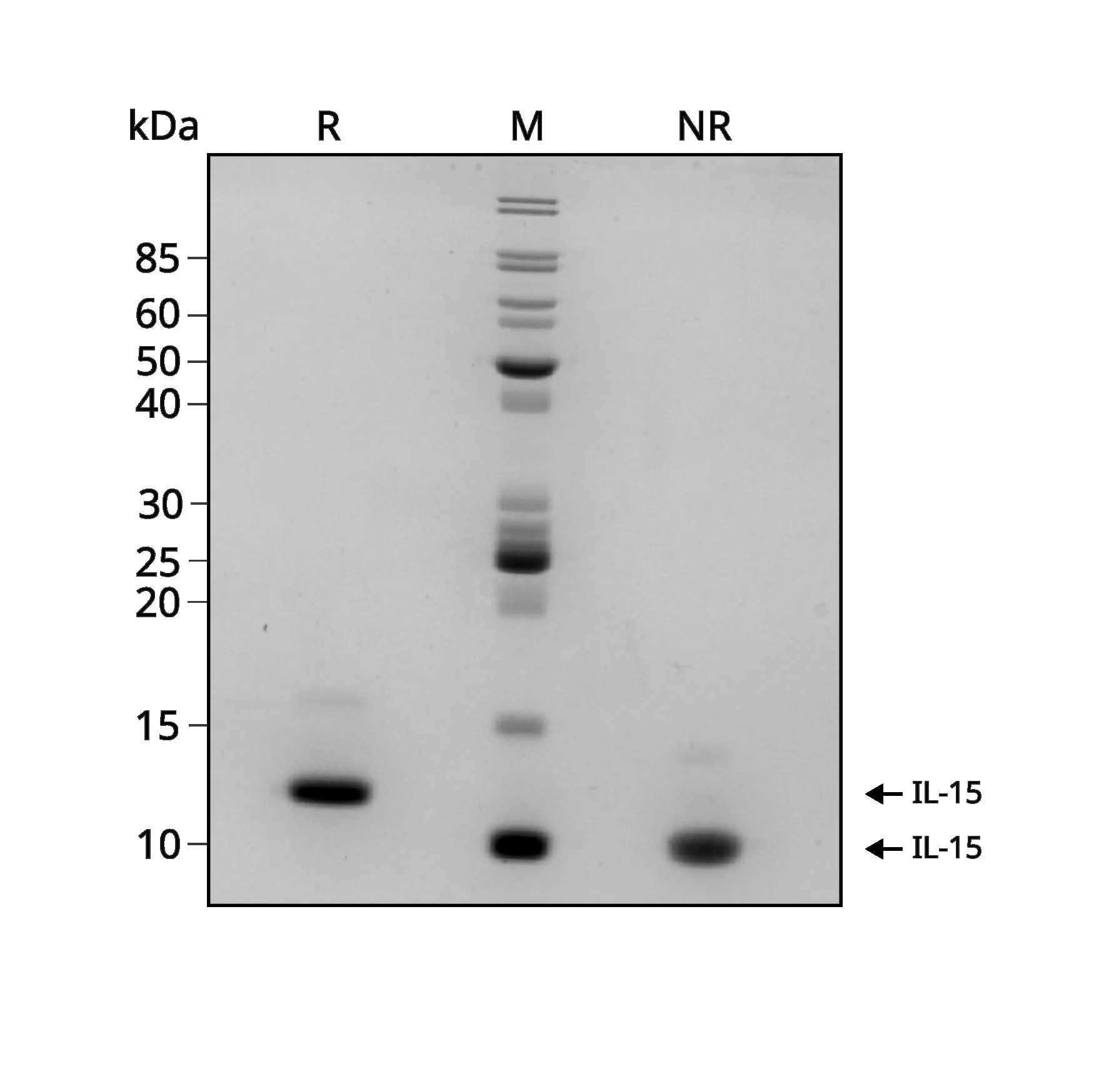 Recombinant human IL-15 protein (Qk097-CTG) - Image 2