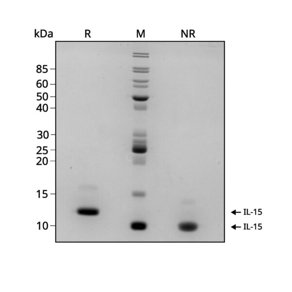 Qk097 IL-15 SDS PAGE purity
