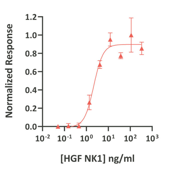 Recombinant bovine HGF NK1 protein (Qk060-FG) - Image 2