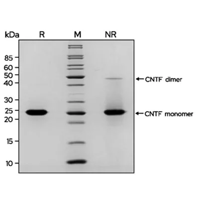 Recombinant human CNTF protein (Qk063) - Image 2