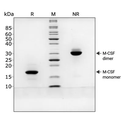 Qk075 M-CSF SDS PAGE purity
