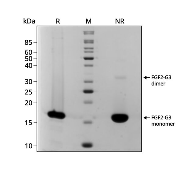 Qk080 FGF2-G3 SDS PAGE purity