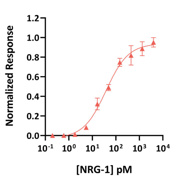 Recombinant bovine/porcine NRG-1 protein (Qk115-FG) - Image 2