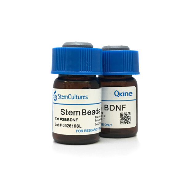 StemBeads BDNF (3) ADJ1 800