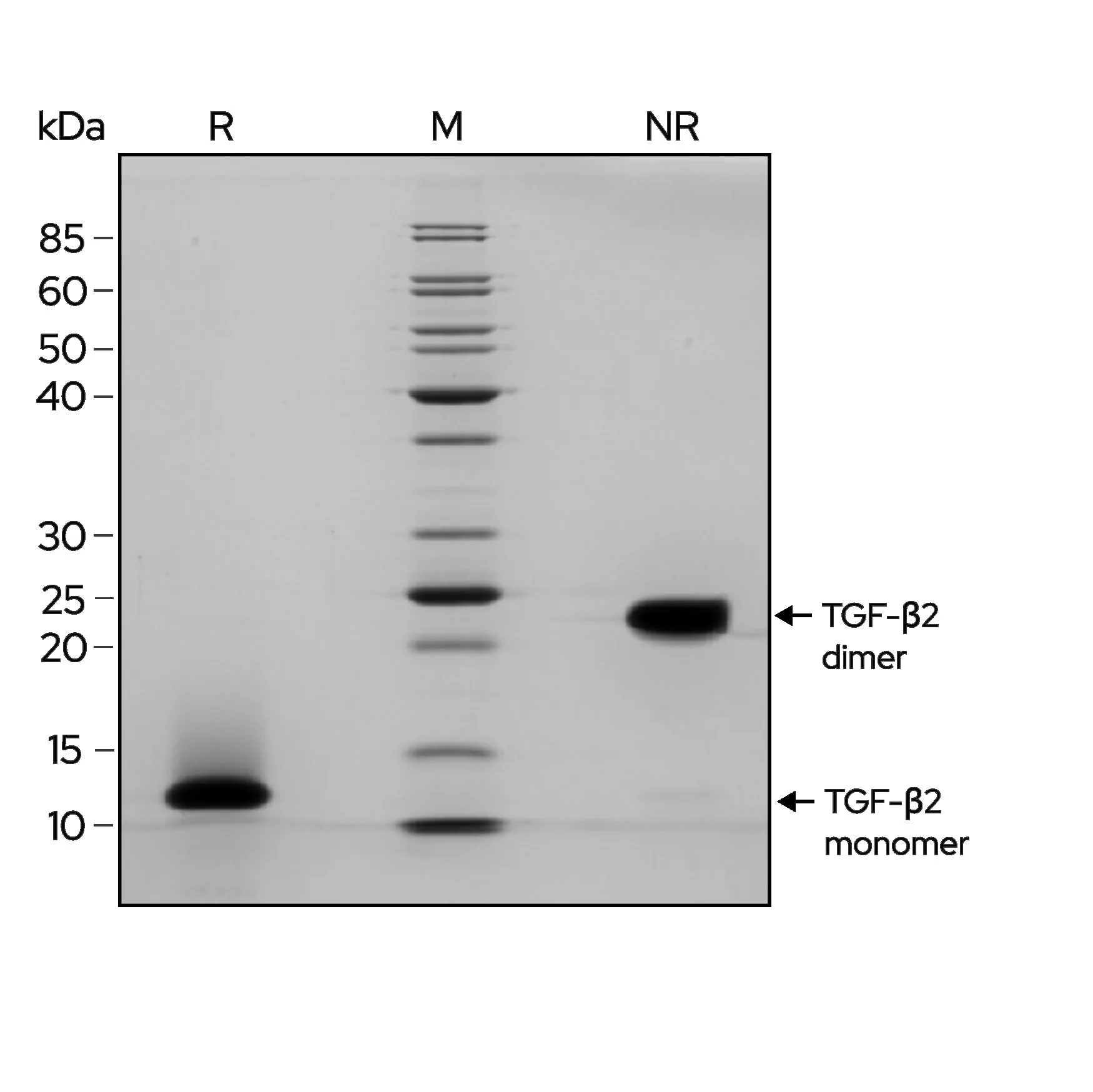 Qk072 TGF beta 2 SDS PAGE purity