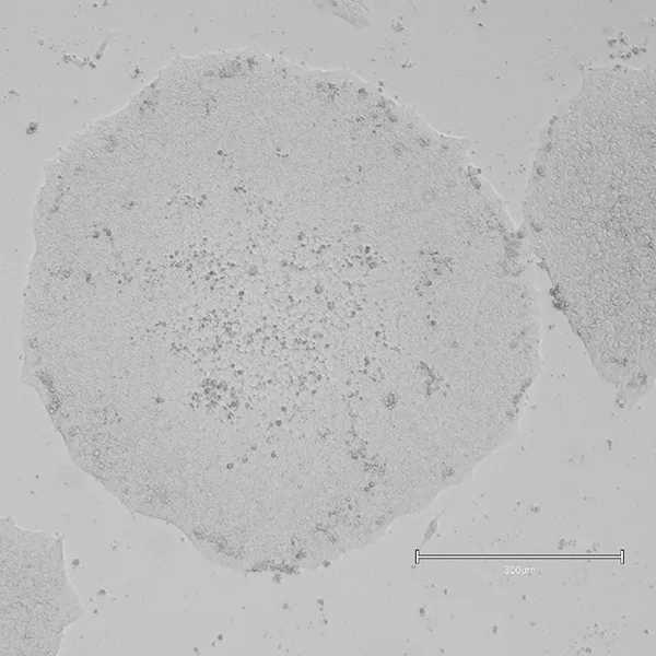 Recombinant bovine vitronectin protein (Qk121) - Image 2