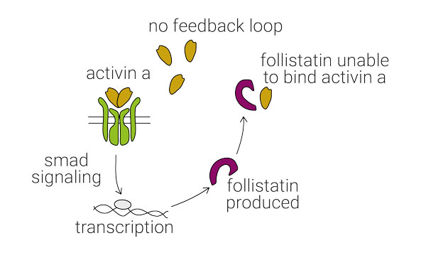 frActA-loop