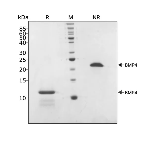 Qk038 BMP-4 SDS PAGE purity