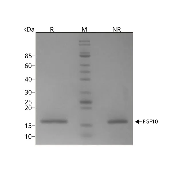 Recombinant human FGF-10 protein (Qk003) - Image 3