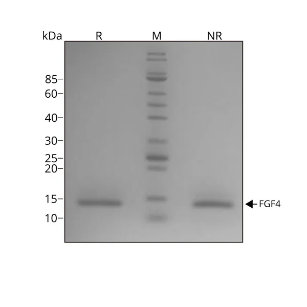 SDS page FGF-4 purity