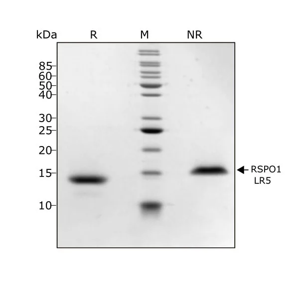 Qk031 R-spondin LR5 SDS page purity