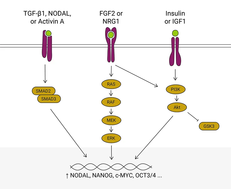 human-pluripotency-1
