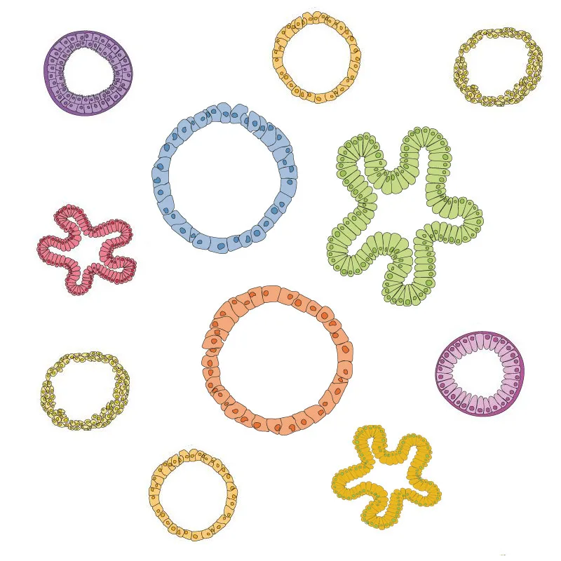 organoids-mix organoids-mix