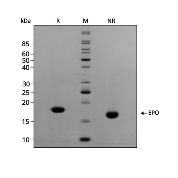 Qk099 EPO SDS page purity gel