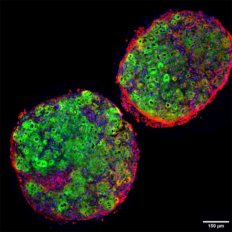 Oliver Gardner Organoid 800 Oliver Gardner Organoid 800