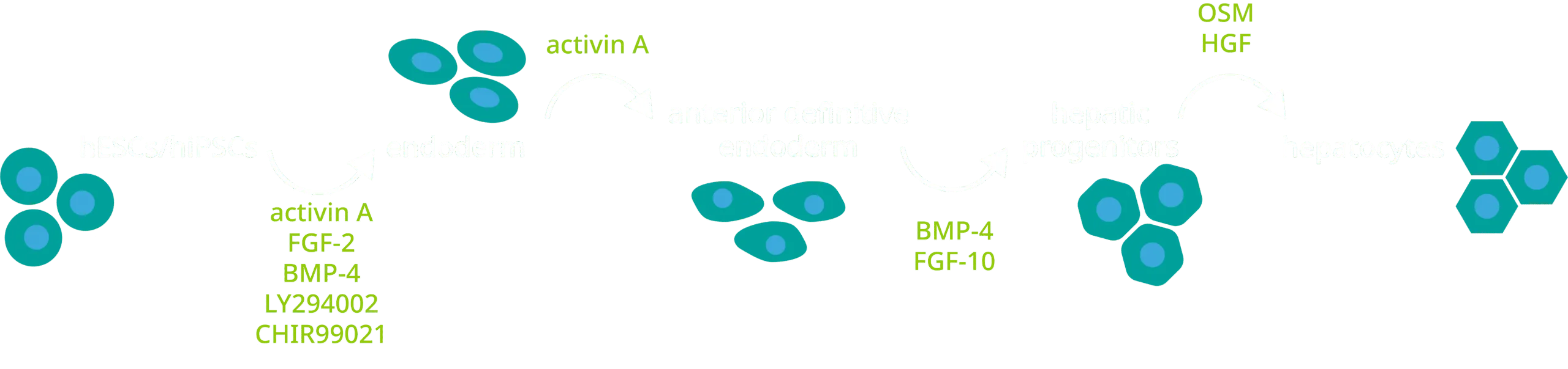 hepatocyte differentiation diagram v1.1