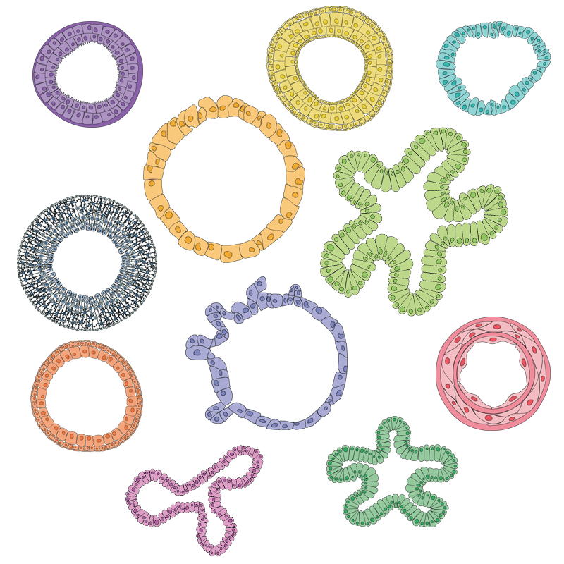 organoids-mix organoids-mix