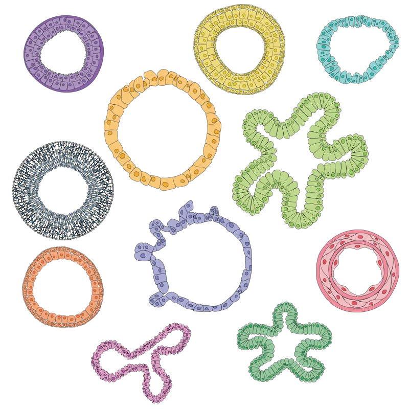 organoids-mix organoids-mix