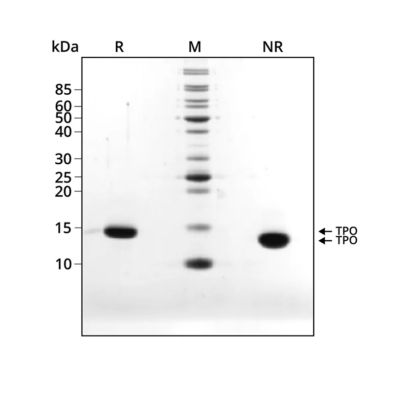 Recombinant human TPO protein (Qk098) - Image 3
