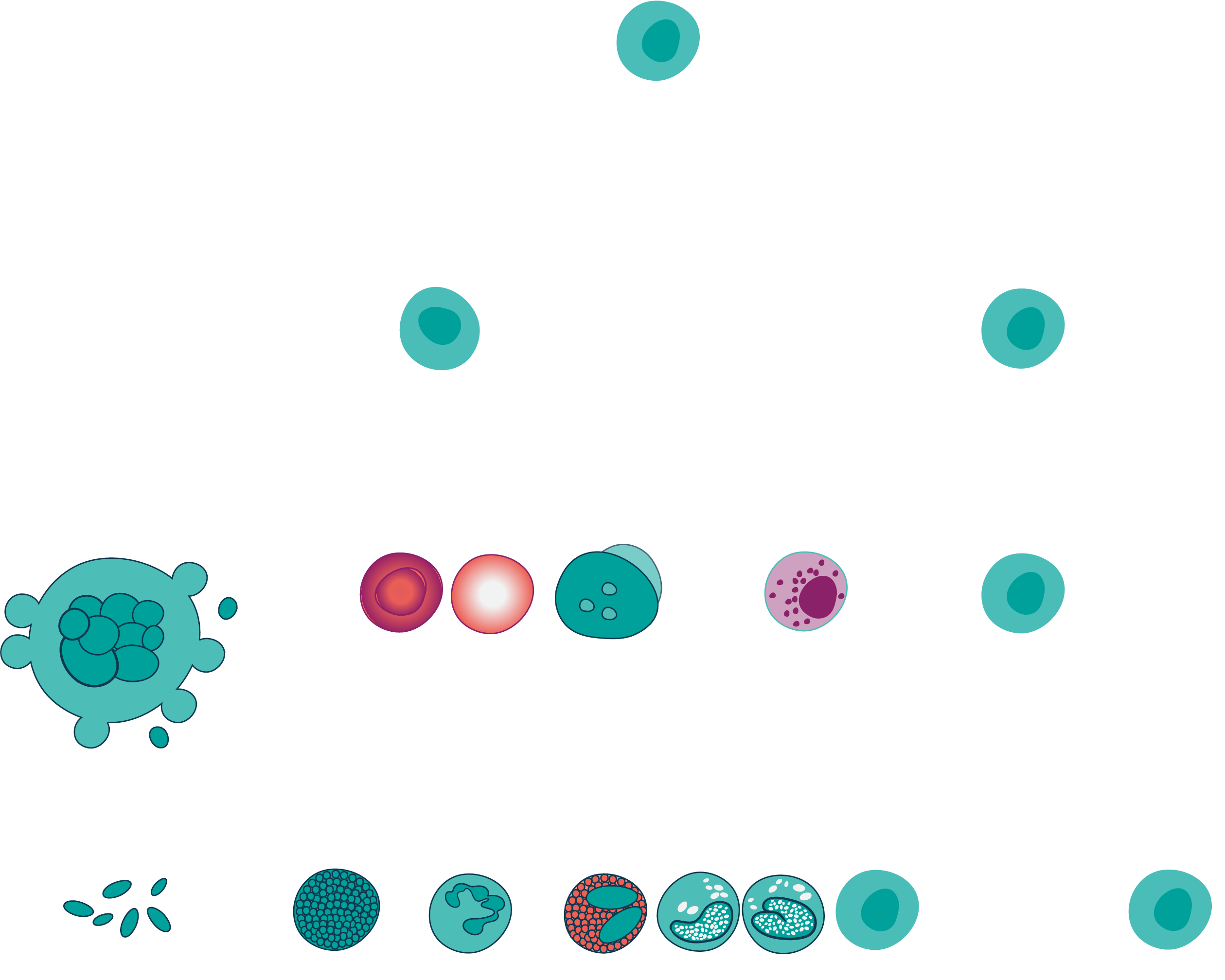 Hematopoeitic graph 2025 web Hematopoeitic graph 2025 web