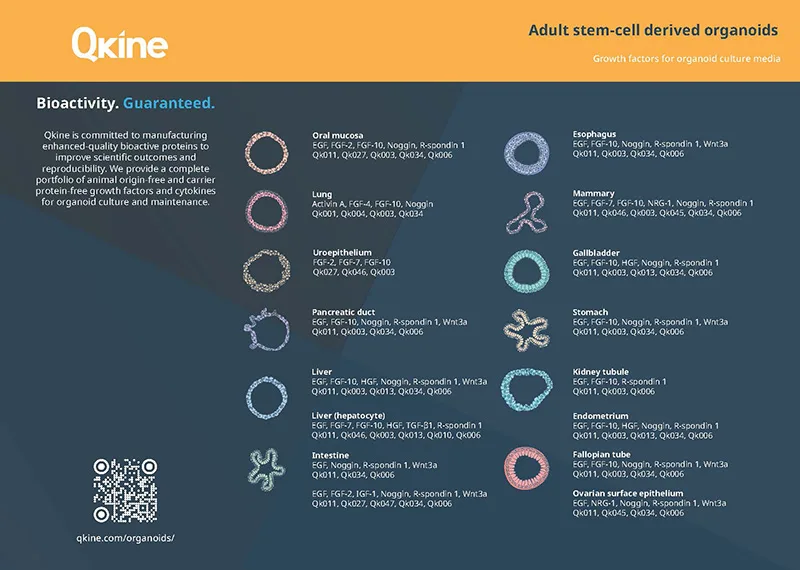 Qkine Adult stem cell derived A4 Poster v1.4 2025_Page_1 web Qkine Adult stem cell derived A4 Poster v1.4 2025_Page_1 web