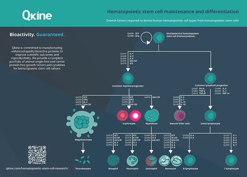 Qkine Hematopoiesis A4 Poster v1.3 2025_Page_1 web Qkine Hematopoiesis A4 Poster v1.3 2025_Page_1 web
