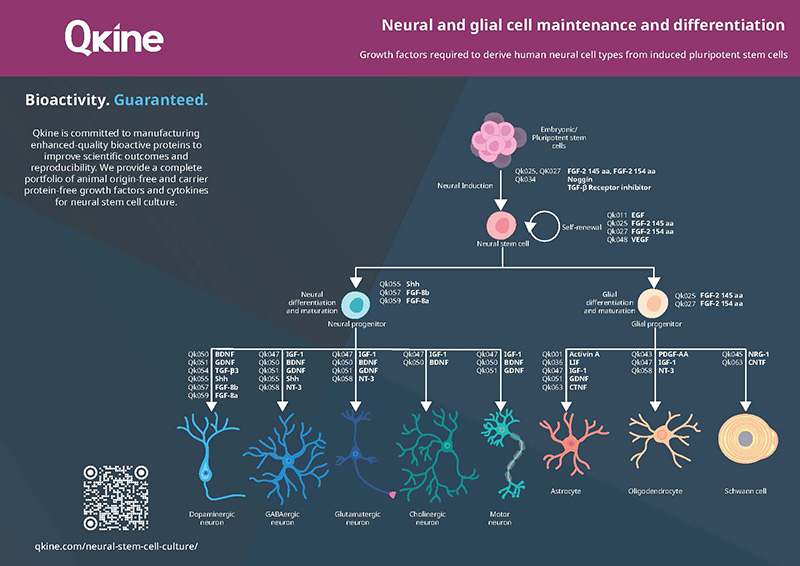 Qkine Neural A4 Poster v1.2 2025_Page_1 web Qkine Neural A4 Poster v1.2 2025_Page_1 web