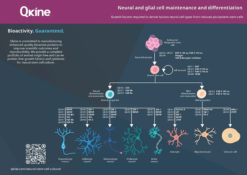 Qkine Neural A4 Poster v1.2 2025_Page_1 web Qkine Neural A4 Poster v1.2 2025_Page_1 web